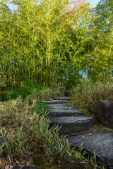 stream in the forest