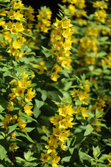 Blossom of bright Lysimachia punctata in summer. Honey plant. Dotted or spotted loosestrife. Yellow circle flower from the family Primulaceae. Vertical view