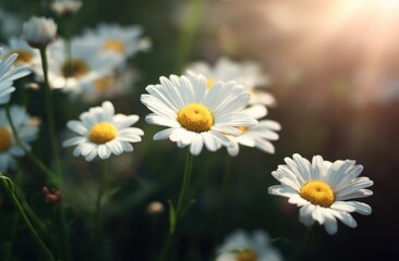 Obraz premium Sunlit Daisies in a Field, a Peaceful Summer Meadow Scene