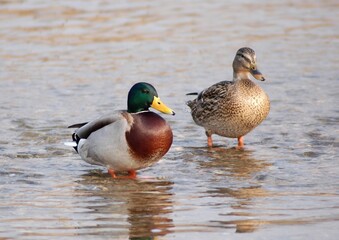 Mallard male and female standing in shallow water