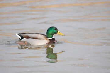 Male mallard swimming