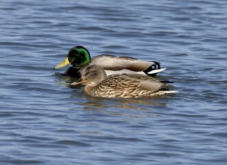 A Pair of Mallard Ducks Swimming Together Peacefully