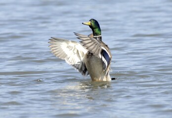 Mallard Duck Spreading Its Wings on the Water