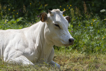 cow in a meadow close-up