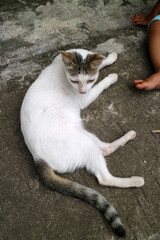 White Cat Relaxing on Concrete with Child Nearby