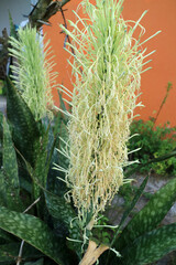 Blooming Snake Plant Flower Close Up