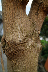 Close Up of Textured Tree Bark