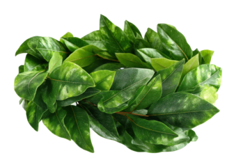 Decorative green leaf wreath home nature view