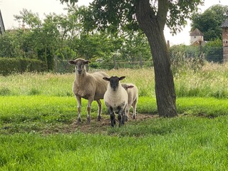 schafe, schaf, wolle, tier, schaf, säugetier, natur, ziege, wild lebende tiere, wild, berg,...