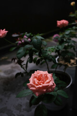 Close-up of peach rose in the home garden
