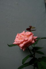 Close-up of peach rose in the home garden