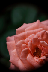Selective focus, macro photo of peach rose in the home garden