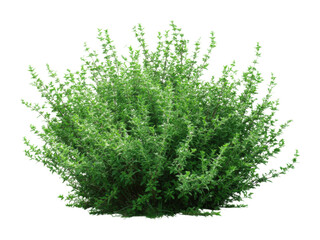 Fototapeta premium Lush green shrub growth in nature botanic environment view botanical concept