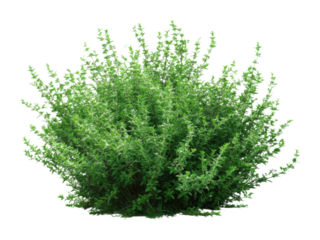 Lush green shrub growth in nature botanic environment view botanical concept