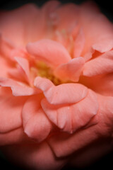 Selective focus, macro photo of peach rose in the home garden