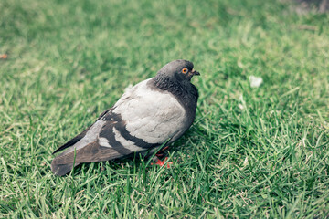 Pigeon in an urban environment on a summer day.