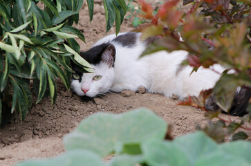 cat on a flowerbed in the garden

