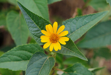 yellow heliopsis flower close up

