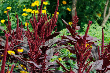 blooming amaranth in the garden

