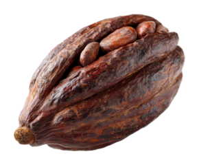 Harvesting cocoa beans from cacao pod nature scene view organic farming