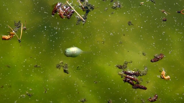 Tadpole swimming in murky or dirty green water feeding on alga and other fallen debris from trees and grass. Melted home made ice rink turned into pond of aquatic live like frogs and mosquitos
