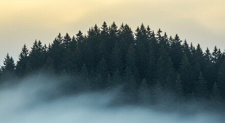 Misty Forest Silhouette: Serene Landscape of Evergreen Trees and Fog