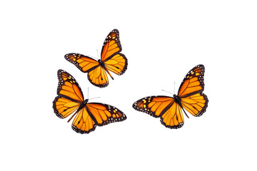 Three orange monarch butterflies in flight, black wing borders, white spotted patterns, natural pose, isolated on a transparent background