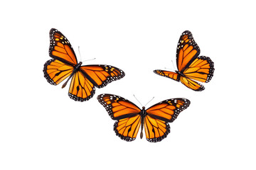 Three monarch butterflies arranged artistically, orange and black wings, white spots, different flight positions, isolated on a transparent background