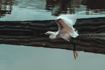 GARCETA NIVEA EN COLOMBIA