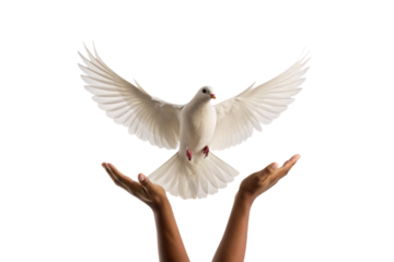 White dove flying above two open human hands in protective or releasing gesture, symbolizing peace and freedom, isolated on a transparent background