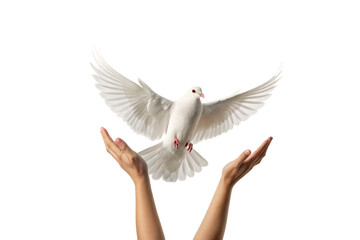 Obraz premium White dove with outstretched wings flying between two cupped human hands in gentle releasing or catching motion, isolated on a transparent background