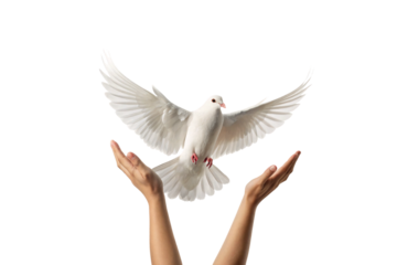 White dove with outstretched wings flying between two cupped human hands in gentle releasing or catching motion, isolated on a transparent background