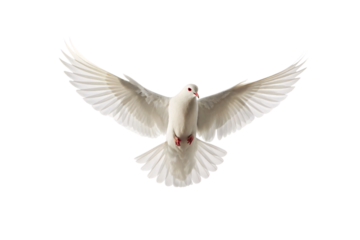 Elegant white dove with fully extended wings in mid-flight, displaying pristine feathers and peaceful expression, isolated on a transparent background