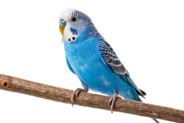 Blue budgerigar with black striped wings perched on wooden branch, yellow beak, white head feathers, isolated on a transparent background