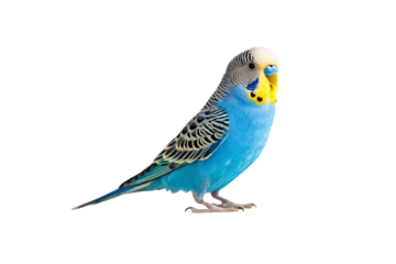 Blue budgerigar with yellow head and black striped wings, blue body, standing on white surface, isolated on a transparent background