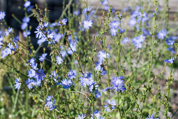 Common chicory,
Cichorium intybus blue flowers closeup selective focus