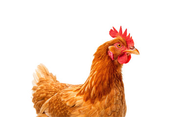 Fototapeta premium Brown hen chicken with red comb wattles sitting profile view farm poultry domestic bird feathers, isolated on a transparent background