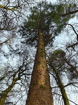 trees in the park