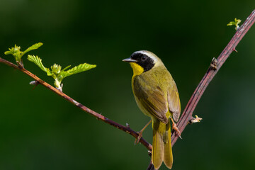 Common Yellowthroat