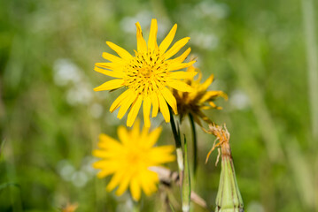 meadow salsify, goat's-beard,
Tragopogon pratensis yellow flowers closeup selective focus