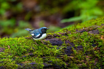 Black-throated Blue Warbler
