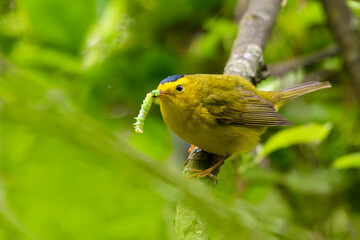 Wilson's Warbler