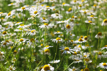 Rustic landscape with wild chamomile or daisy flowers in bloom in the rye field. Minimalism. Natural summer background. Interesting nature concept for presentation of your product or wallpaper.