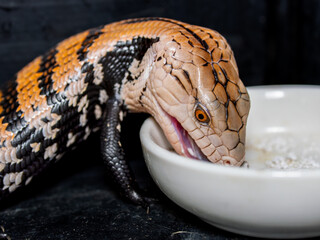 エサを食べるアオジタトカゲ