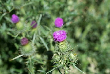 spear thistle,  Cirsium vulgare flowers closeup selective focus