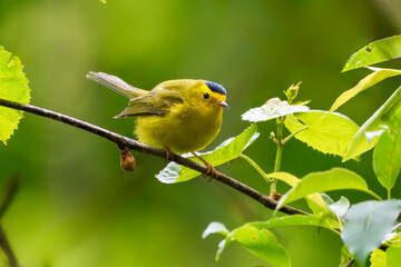 Wilson's Warbler