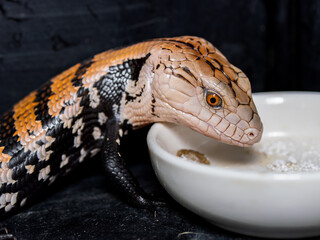 エサを食べるアオジタトカゲ