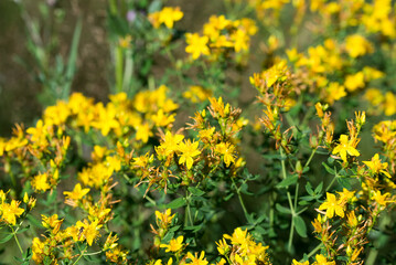 Hypericum perforatum, St. John's wort yellow flowers closeup selective focus