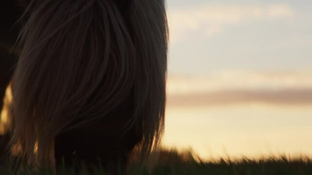 Horse Grazing Peacefully In Open Field Under Vibrant Sunset Sky