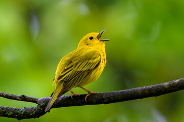 Yellow Warbler